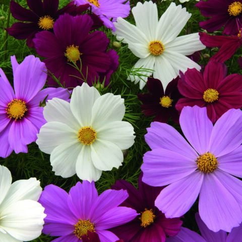 Cosmos Sonata