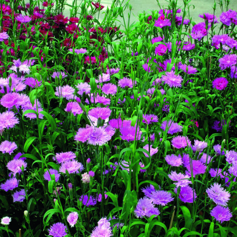 Dianthus Elly Mix