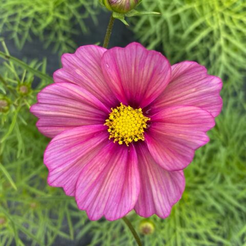 Cosmos Sensation