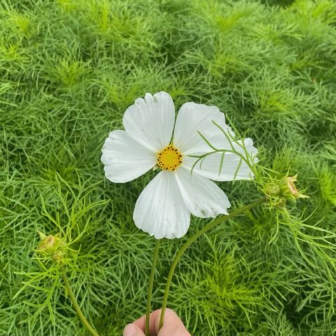 Cosmos Purity Flower