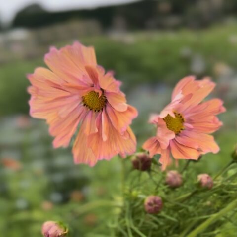 Cosmos Apricotta