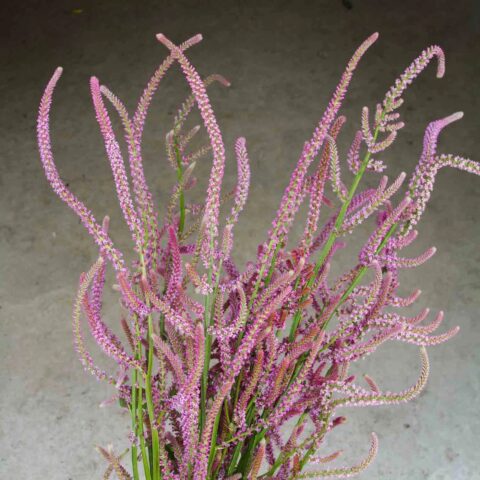 Limonium Pink Pokers