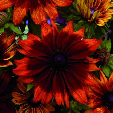 Rudbeckia Cappuccino