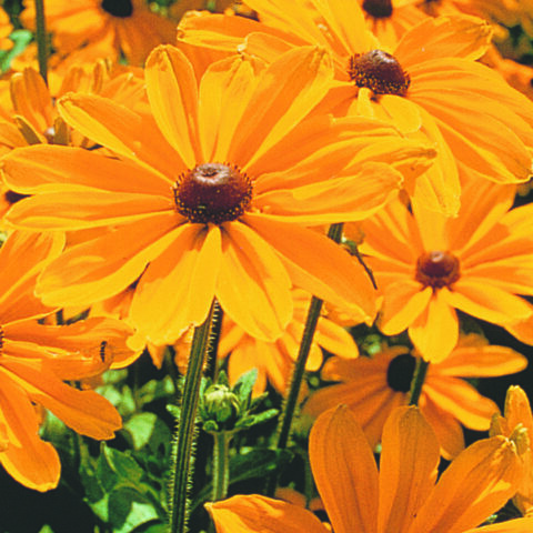 Rudbeckia Indian Summer
