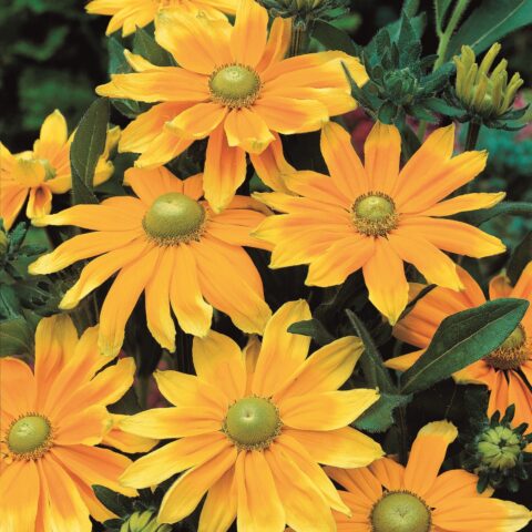 Rudbeckia Prairie Sun