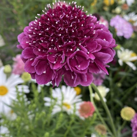 Scabious Scoop Deep Burgundy Wine