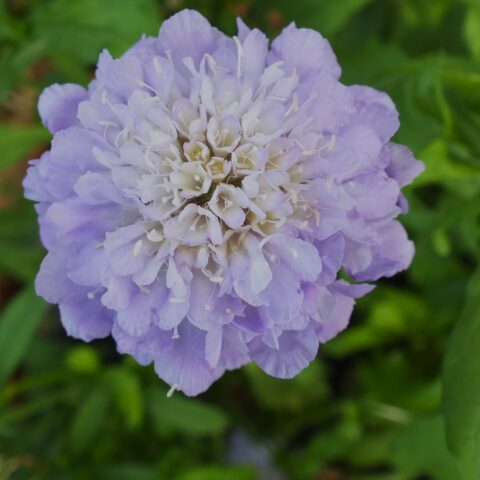 Scabious Scoop Lilac