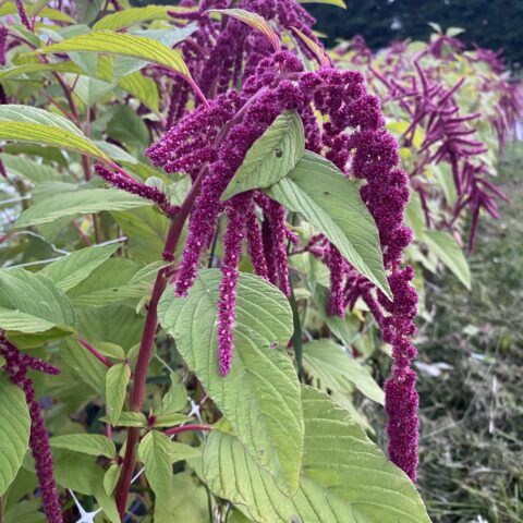Amaranthus