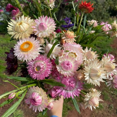 Helichrysum Silvery Rose Strawflower