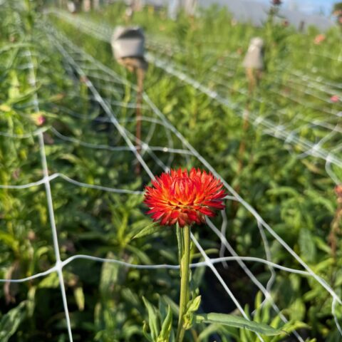 Helichrysum Copper Red