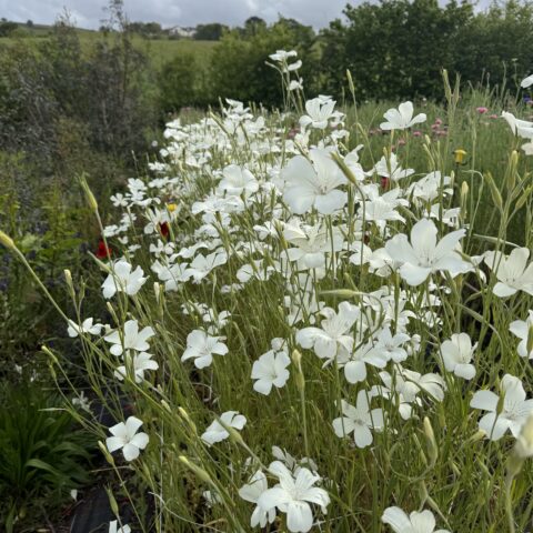 Agrostemma Ocean Pearls
