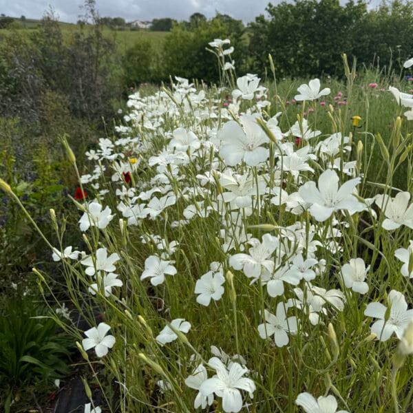 Agrostemma Ocean Pearls