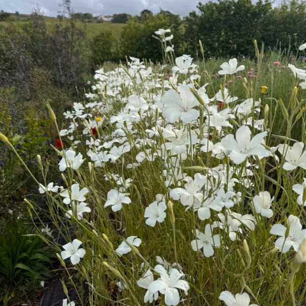 Agrostemma Ocean Pearls