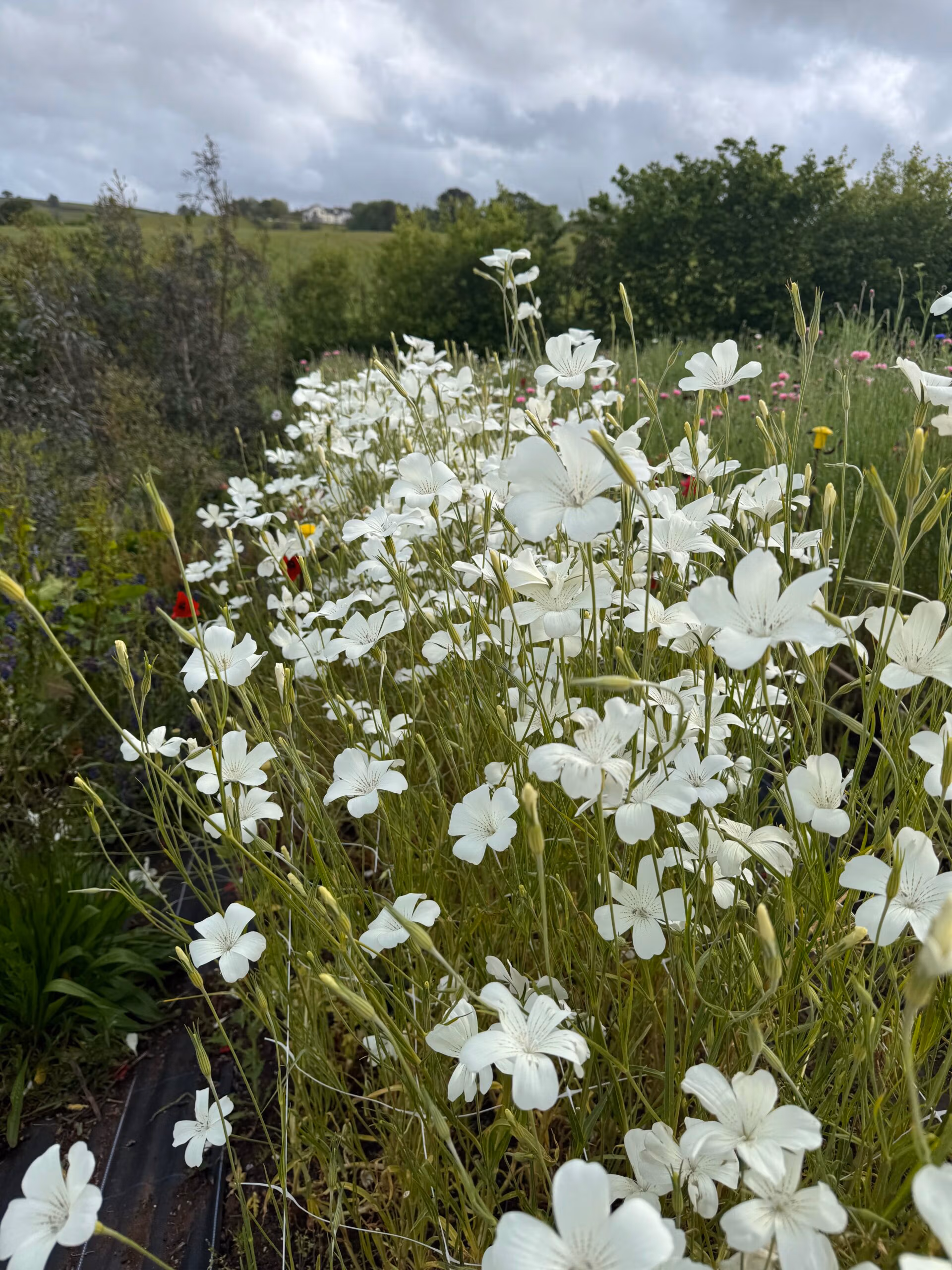 Agrostemma Ocean Pearls