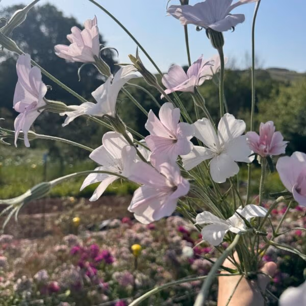Agrostemma Light Rose