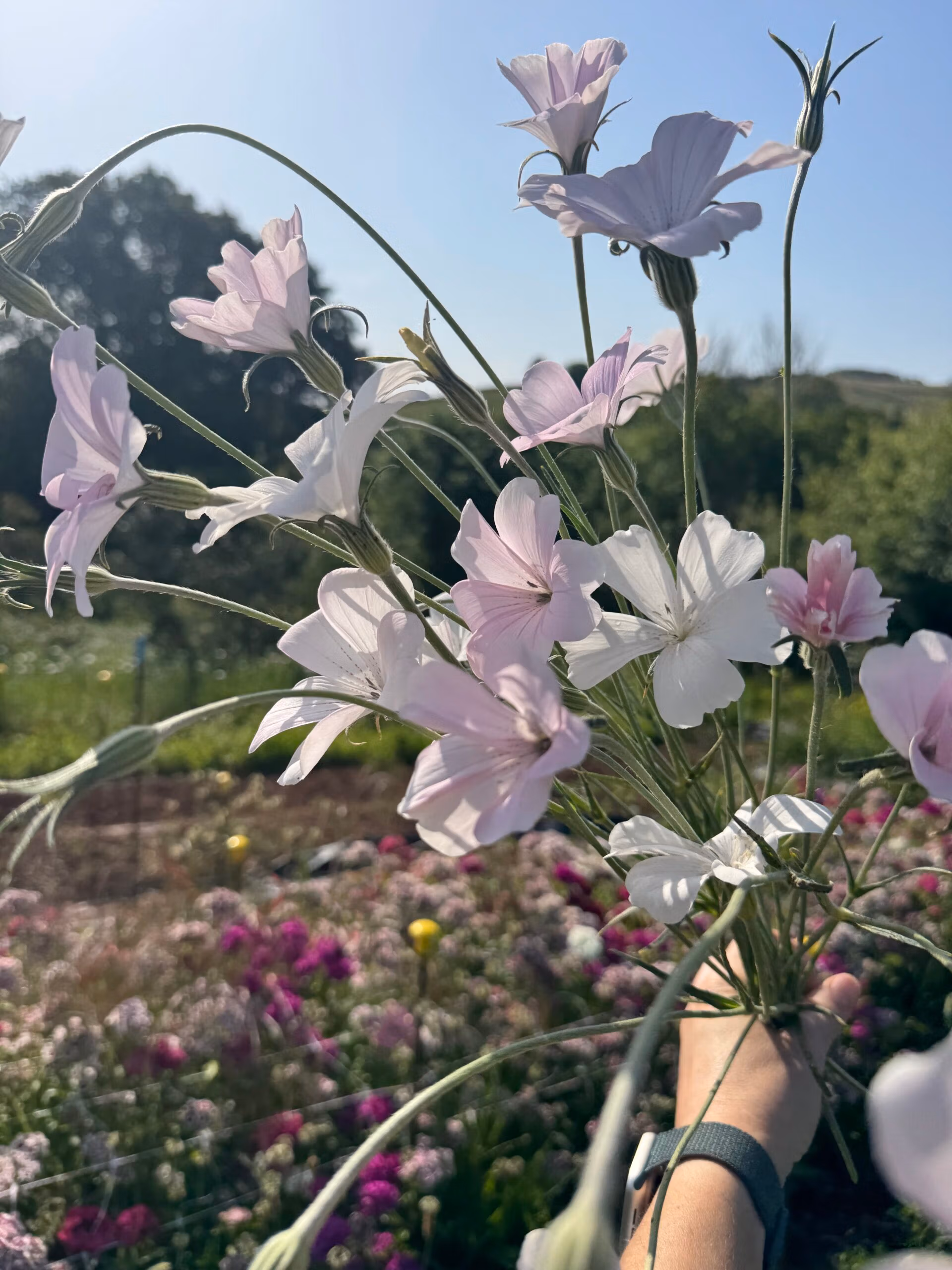 Agrostemma Light Rose