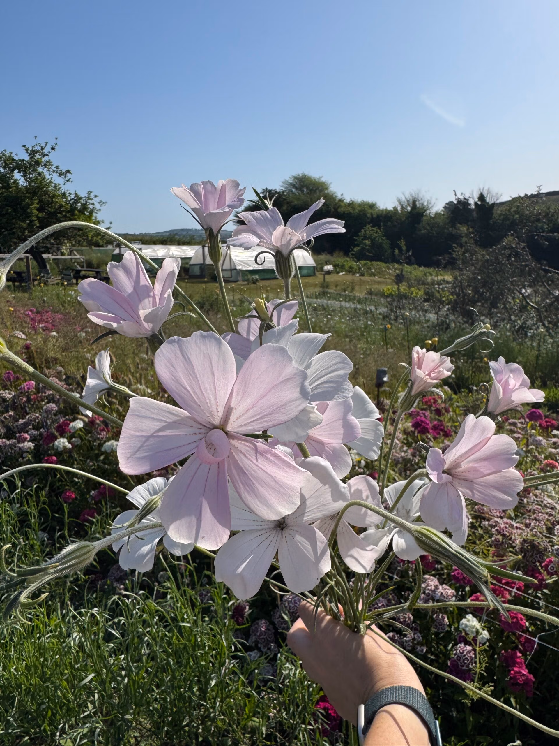 Agrostemma Light Rose - Image 3