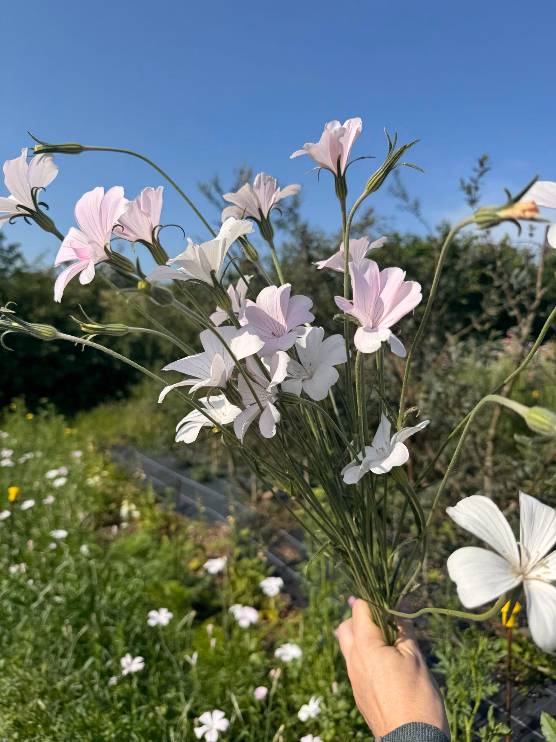 Agrostemma Light Rose - Image 2