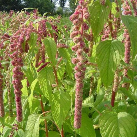 Amaranthus Mira