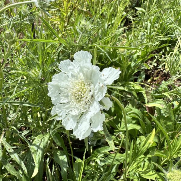 Scabiosa Caucasica Fama White