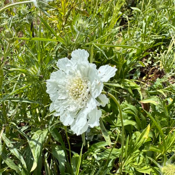 Scabiosa Caucasica Fama White