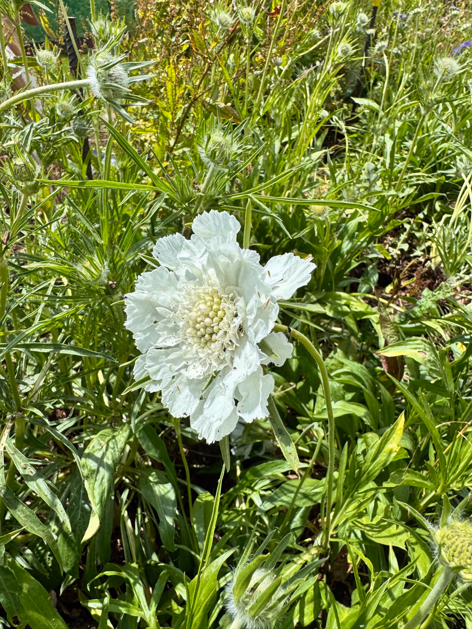 Scabiosa Caucasica Fama White