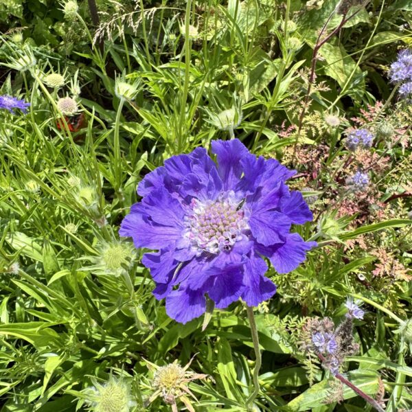 Scabiosa Caucasica Fama Deep Blue
