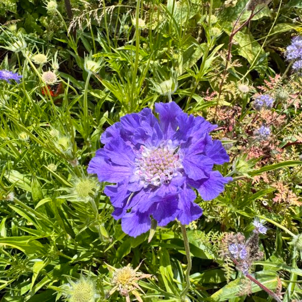Scabiosa Caucasica Fama Deep Blue