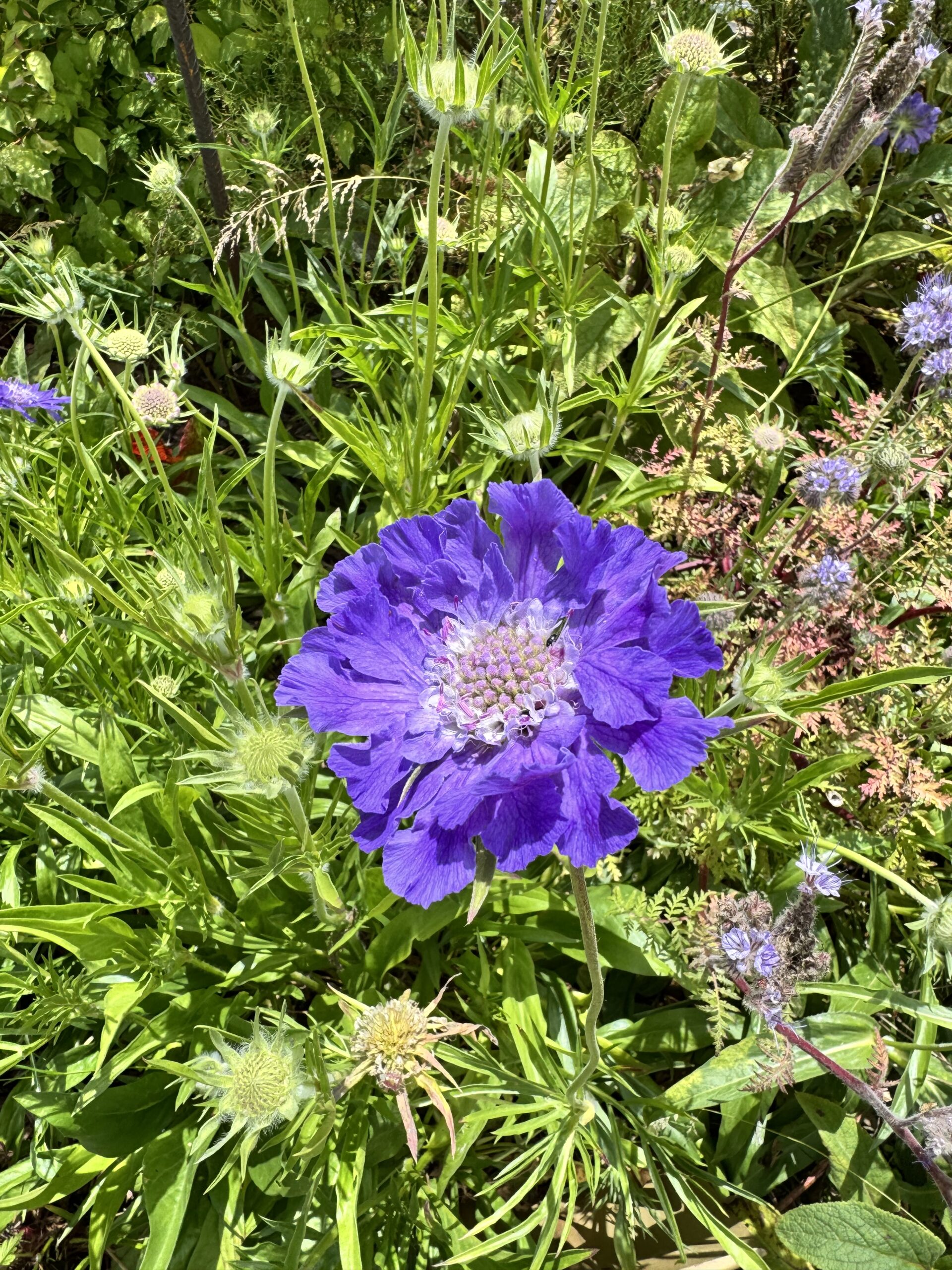 Scabiosa Caucasica Fama Deep Blue