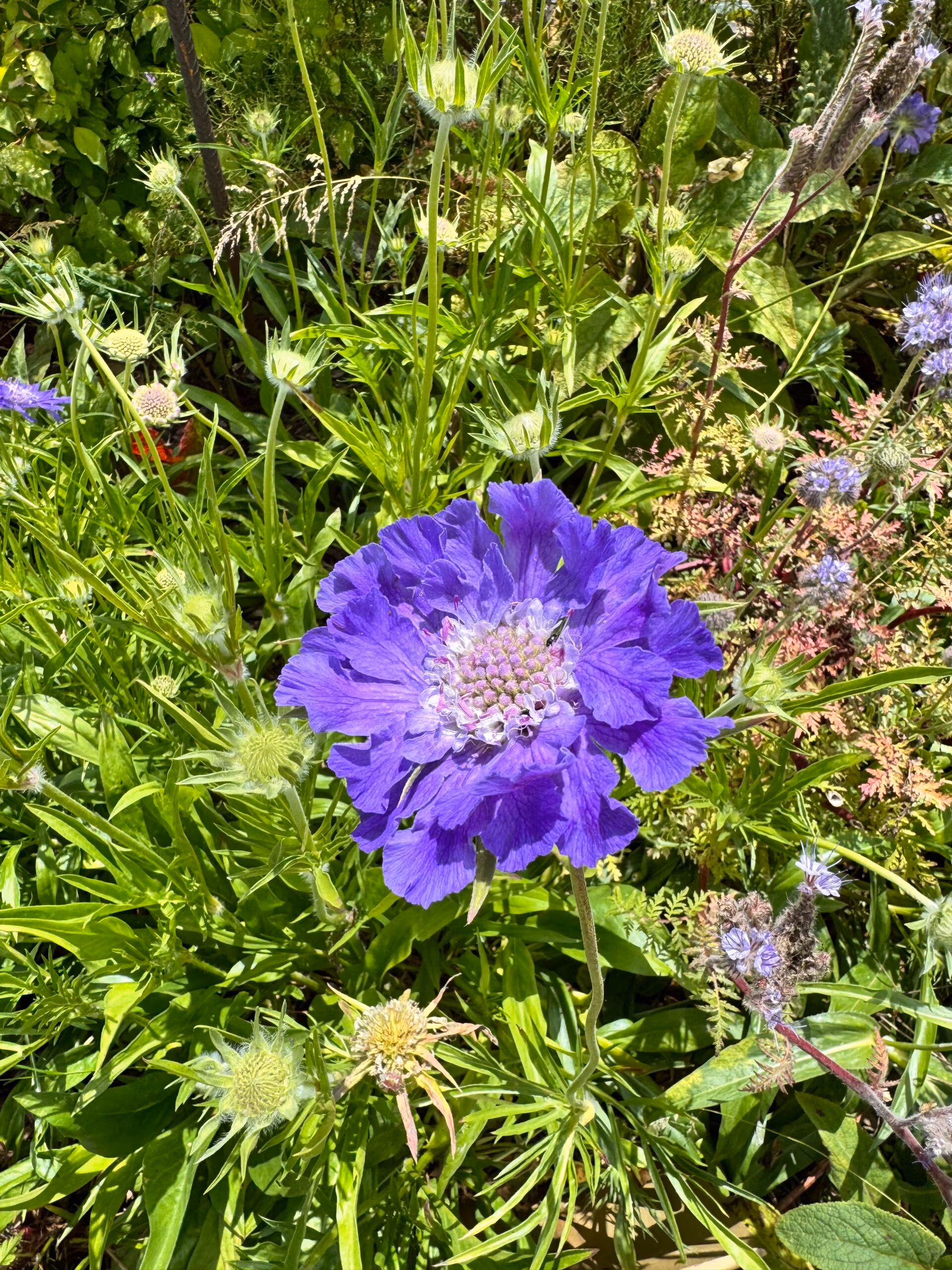Scabiosa Caucasica Fama Deep Blue