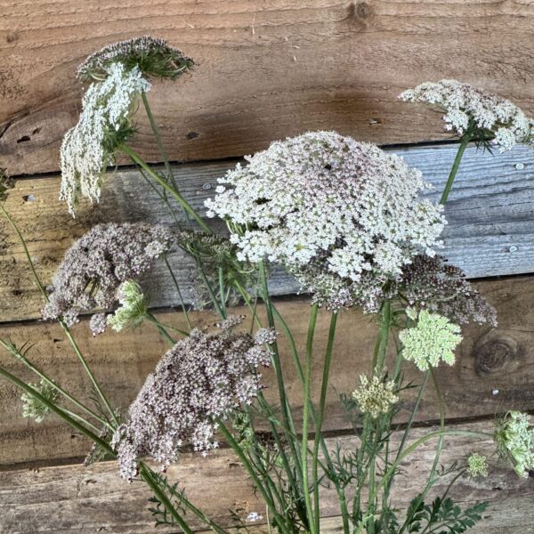 Daucus Dara Carota Flower