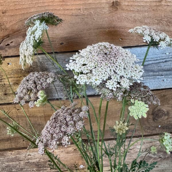 Daucus Dara Carota Flower
