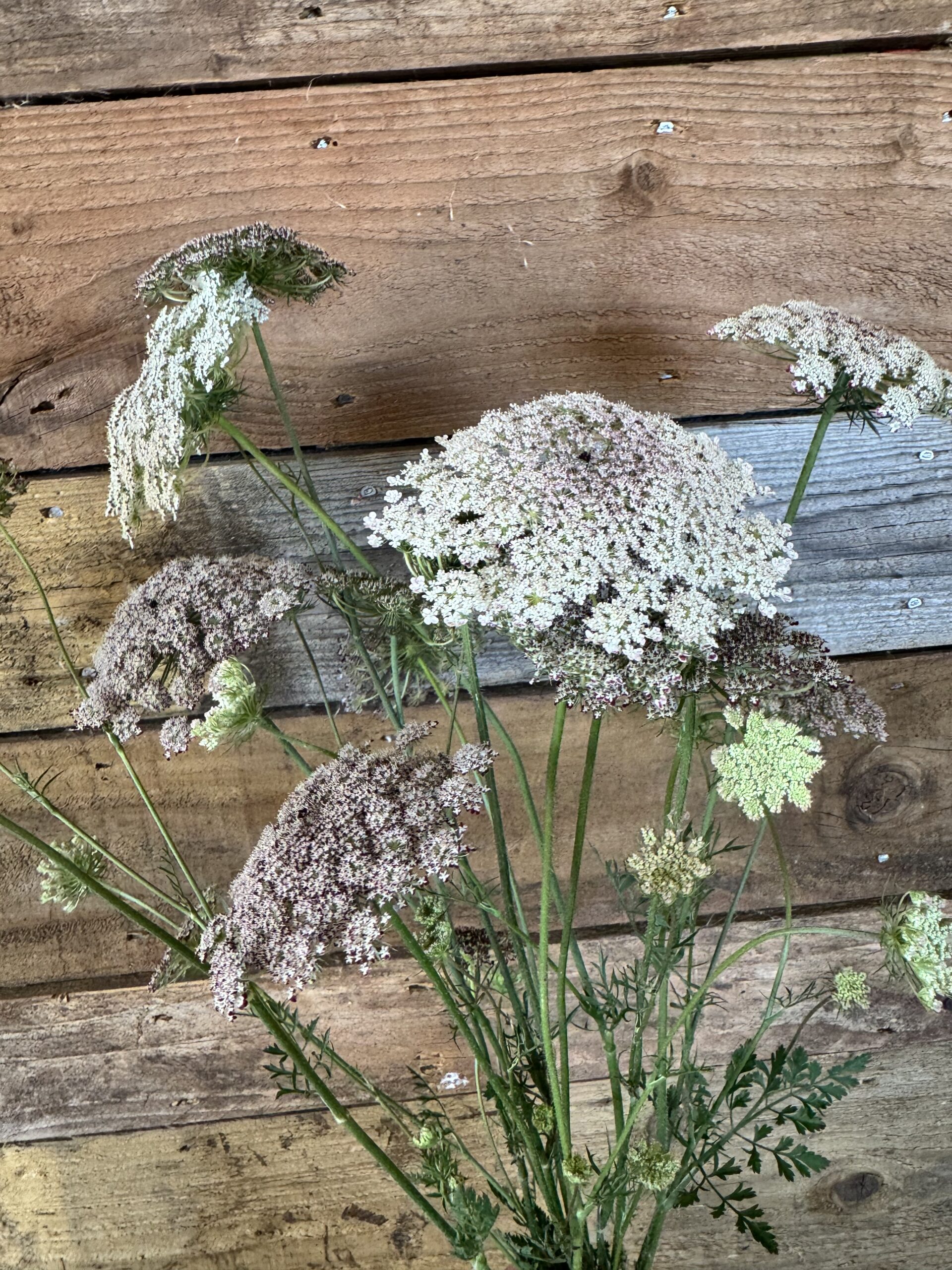 Daucus Dara Carota Flower
