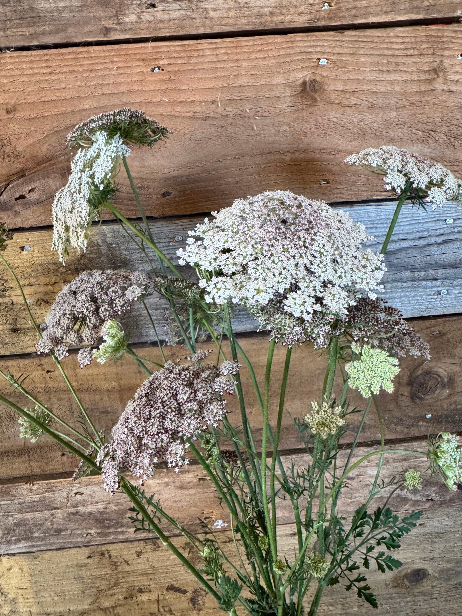 Daucus Dara Carota Flower