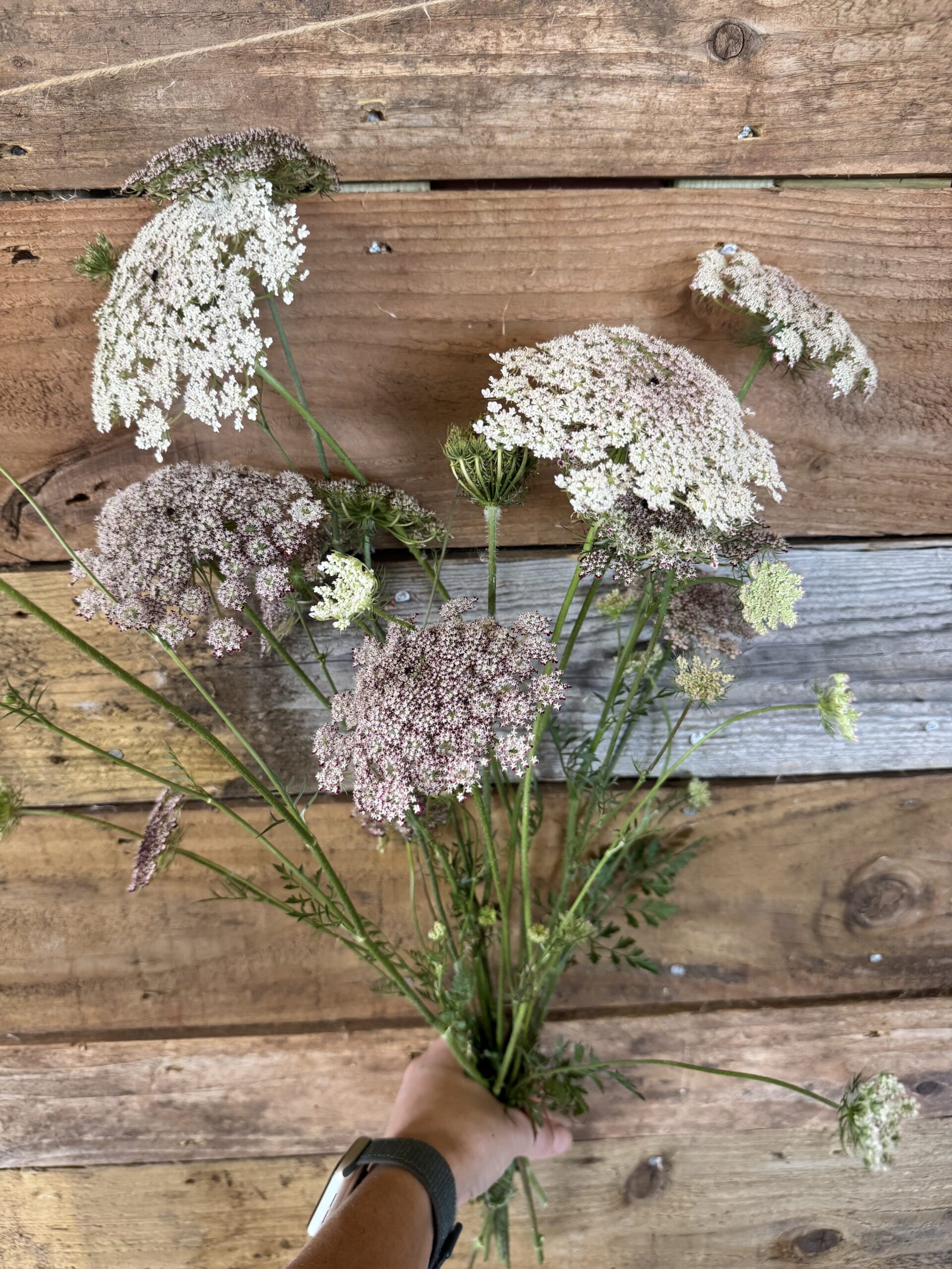 Daucus Dara Carota - Image 3