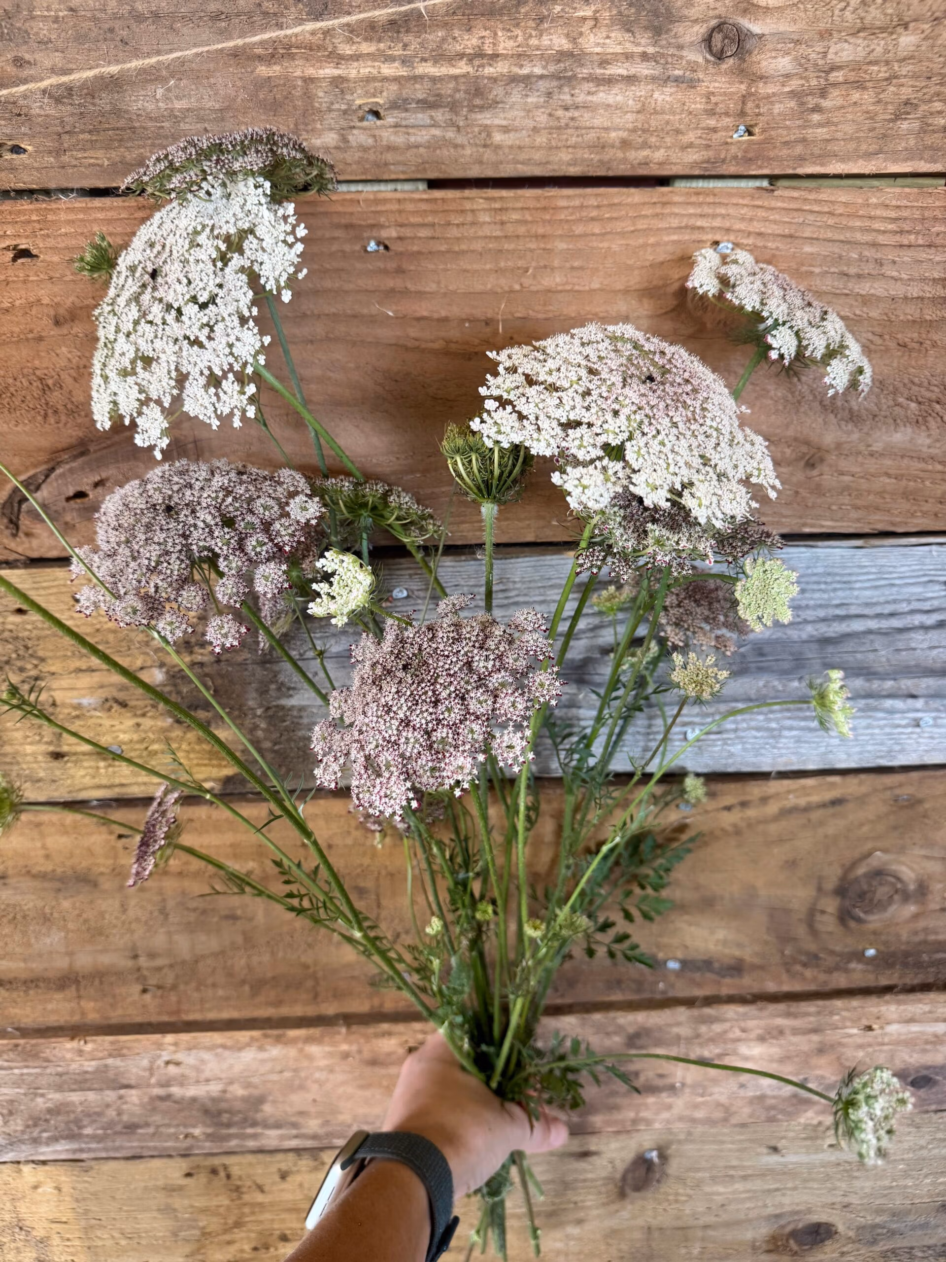 Daucus Dara Carota - Image 3