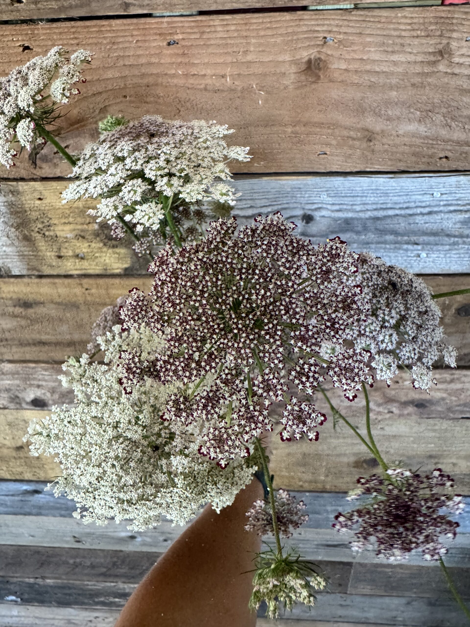 Daucus Dara Carota - Image 5