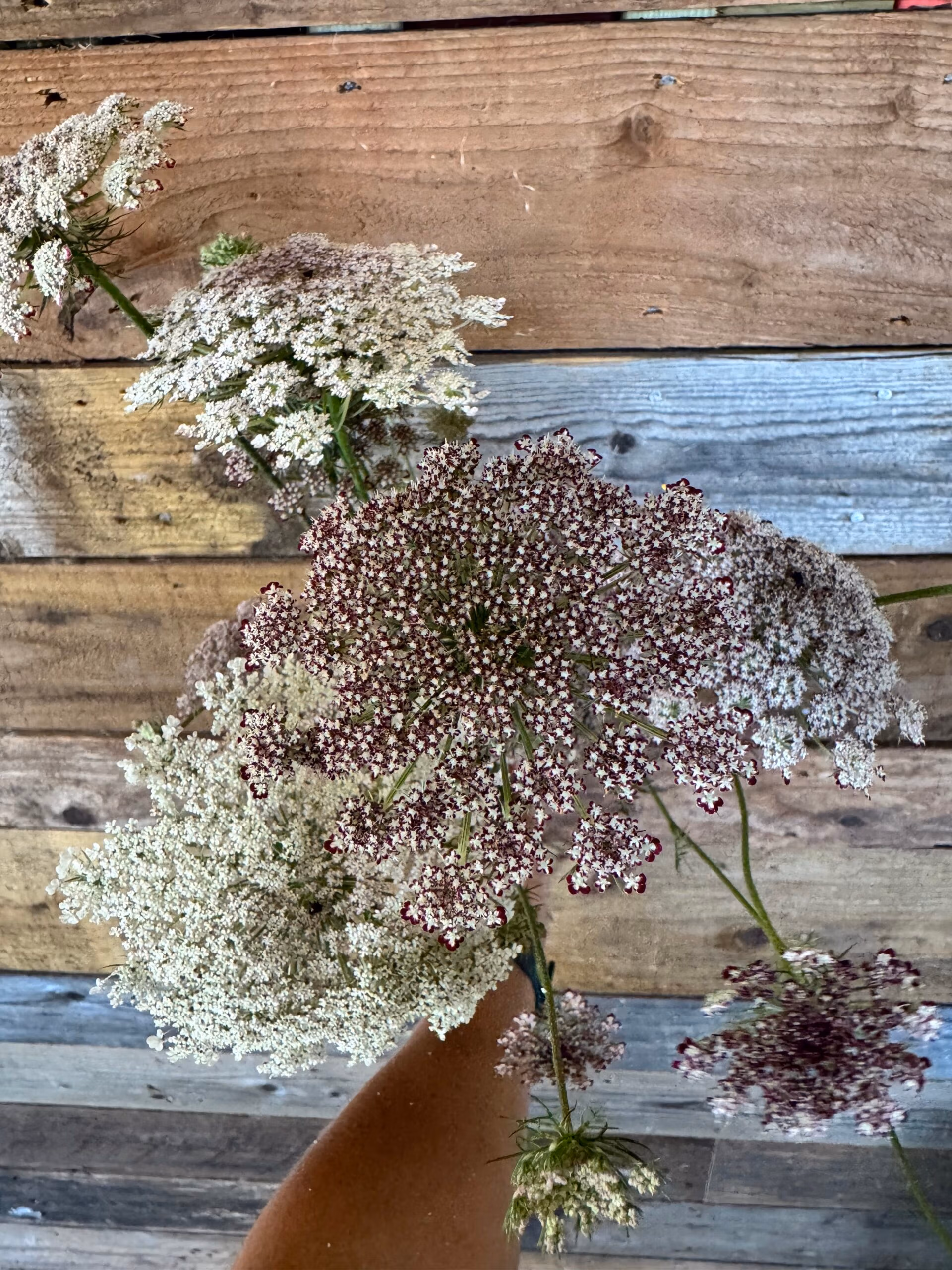 Daucus Dara Carota - Image 5
