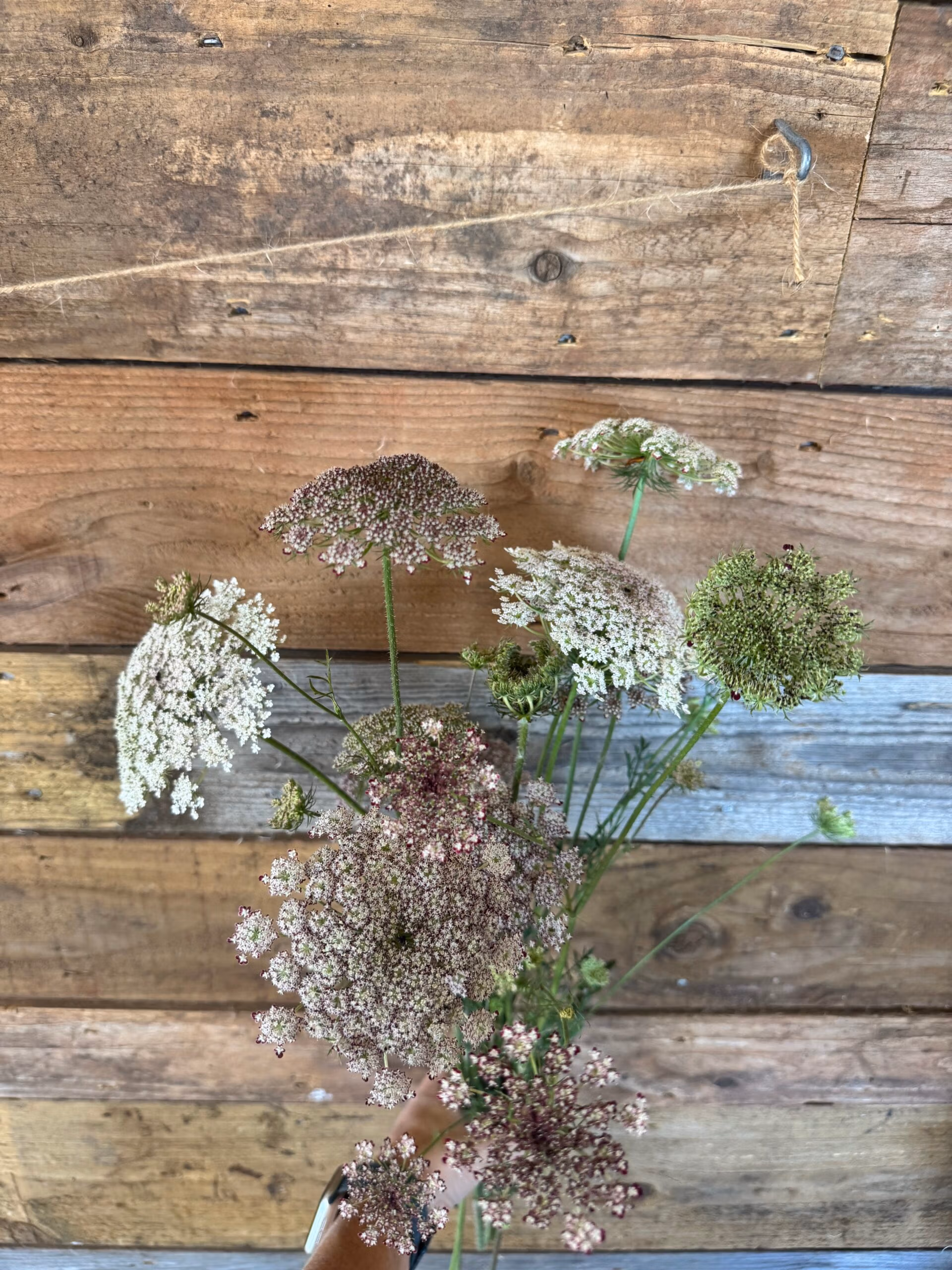 Daucus Dara Carota - Image 4