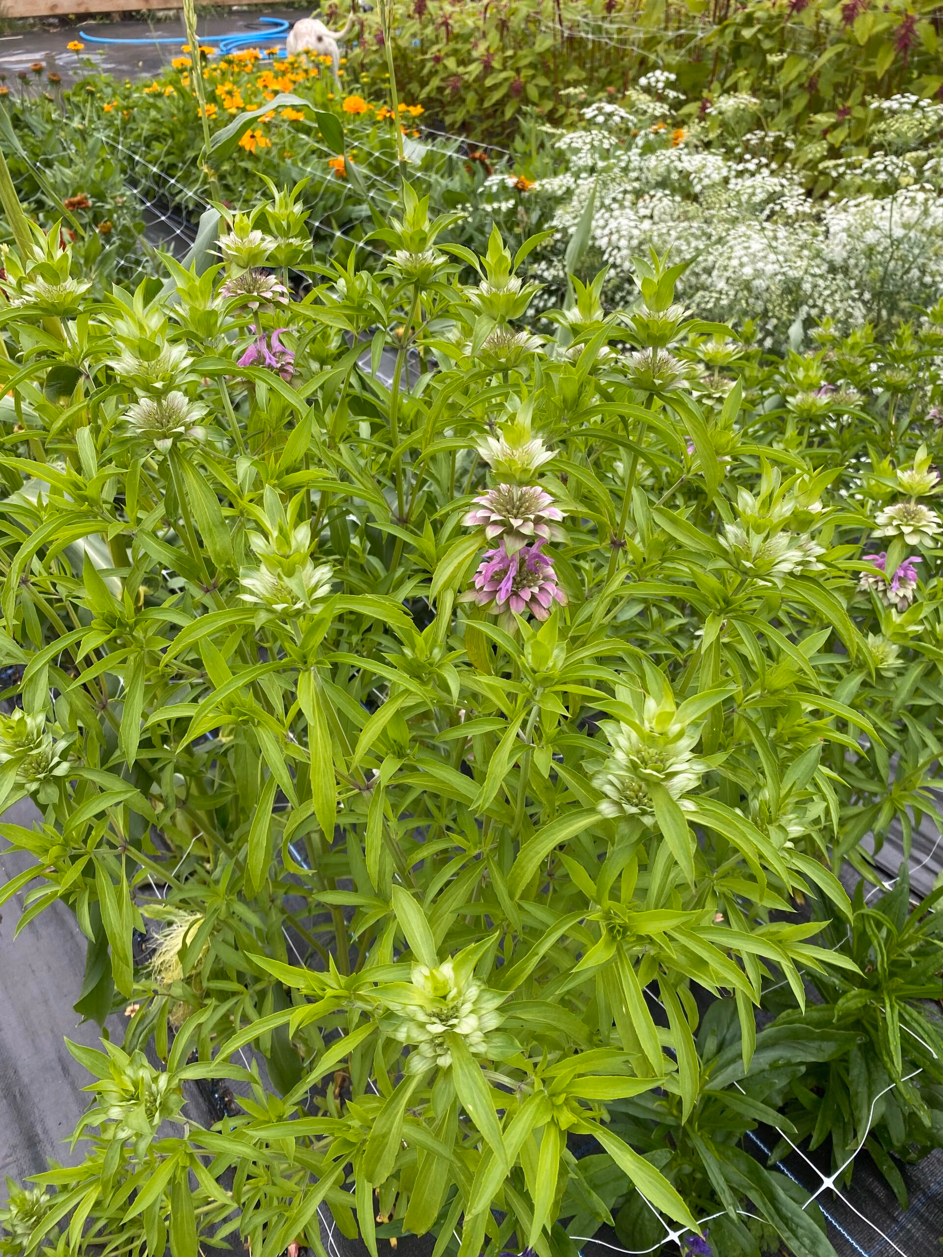 Monarda Lambada - Image 2