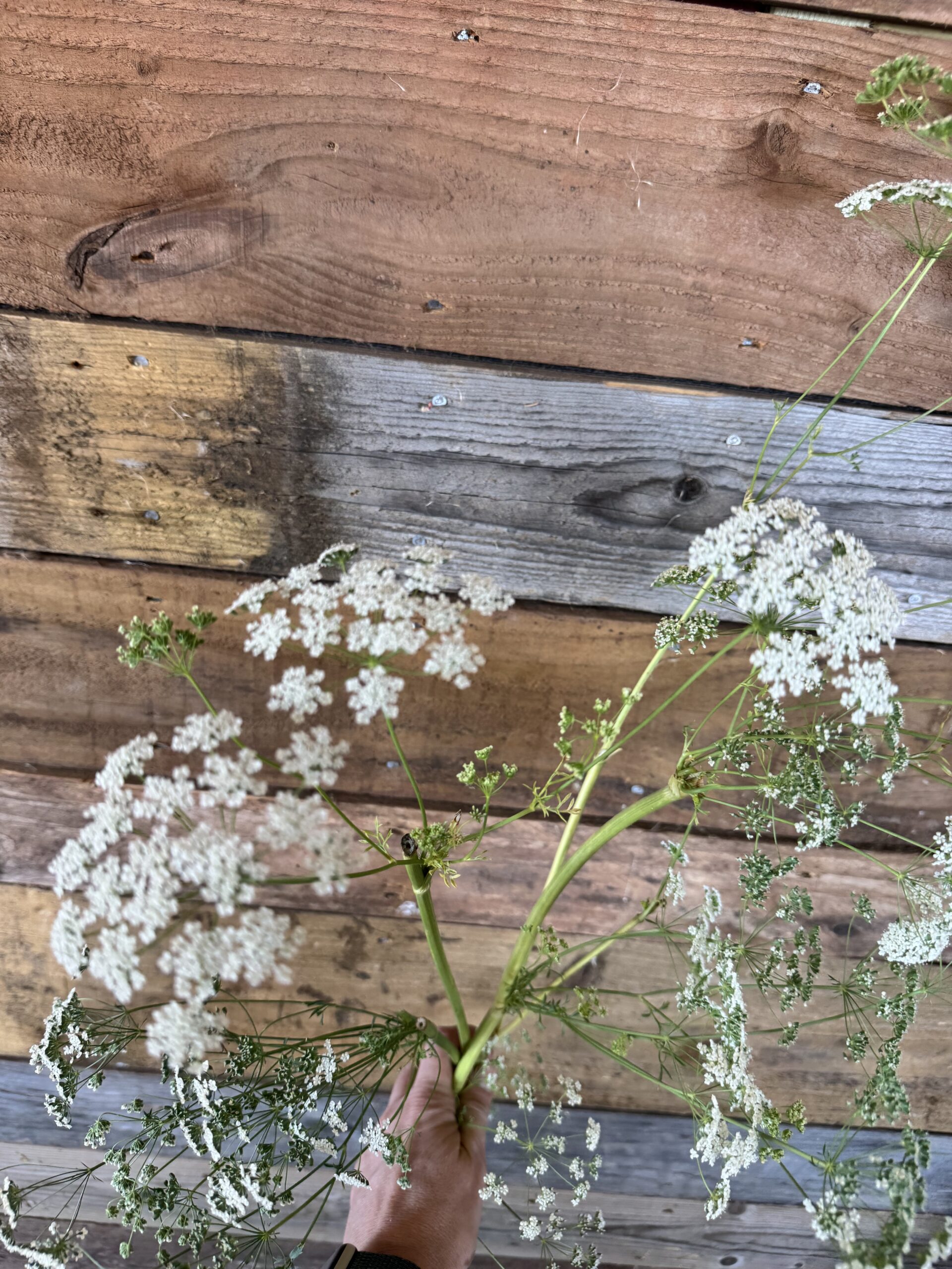 Ammi Május - Image 4