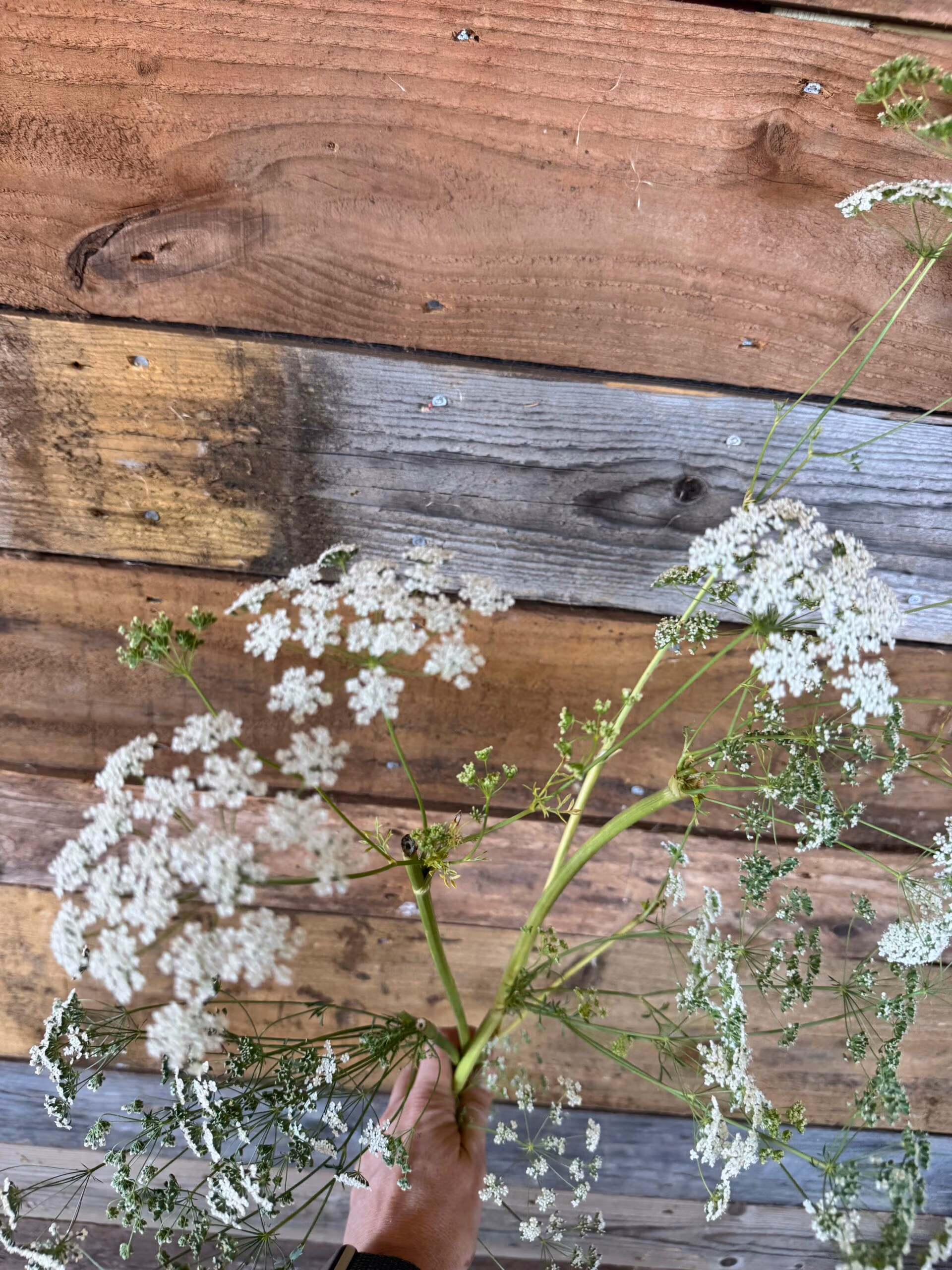 Ammi Május - Image 4