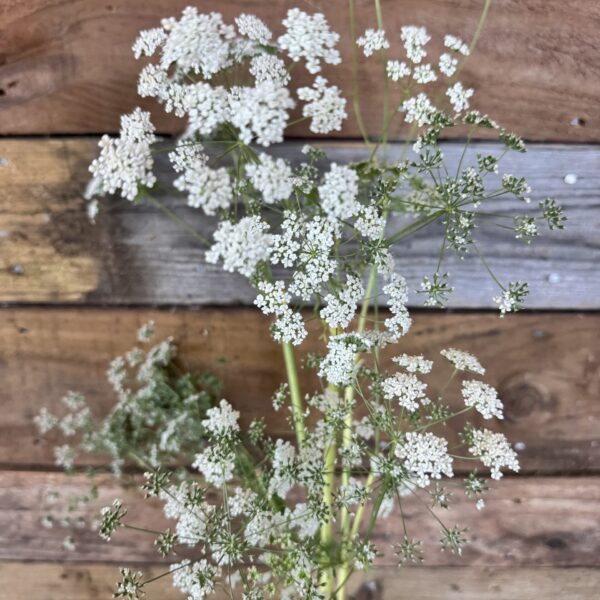 Ammi Május