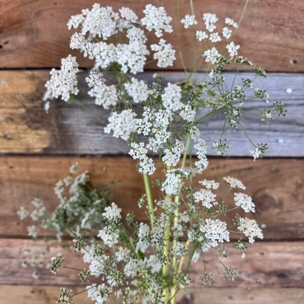 Ammi Május