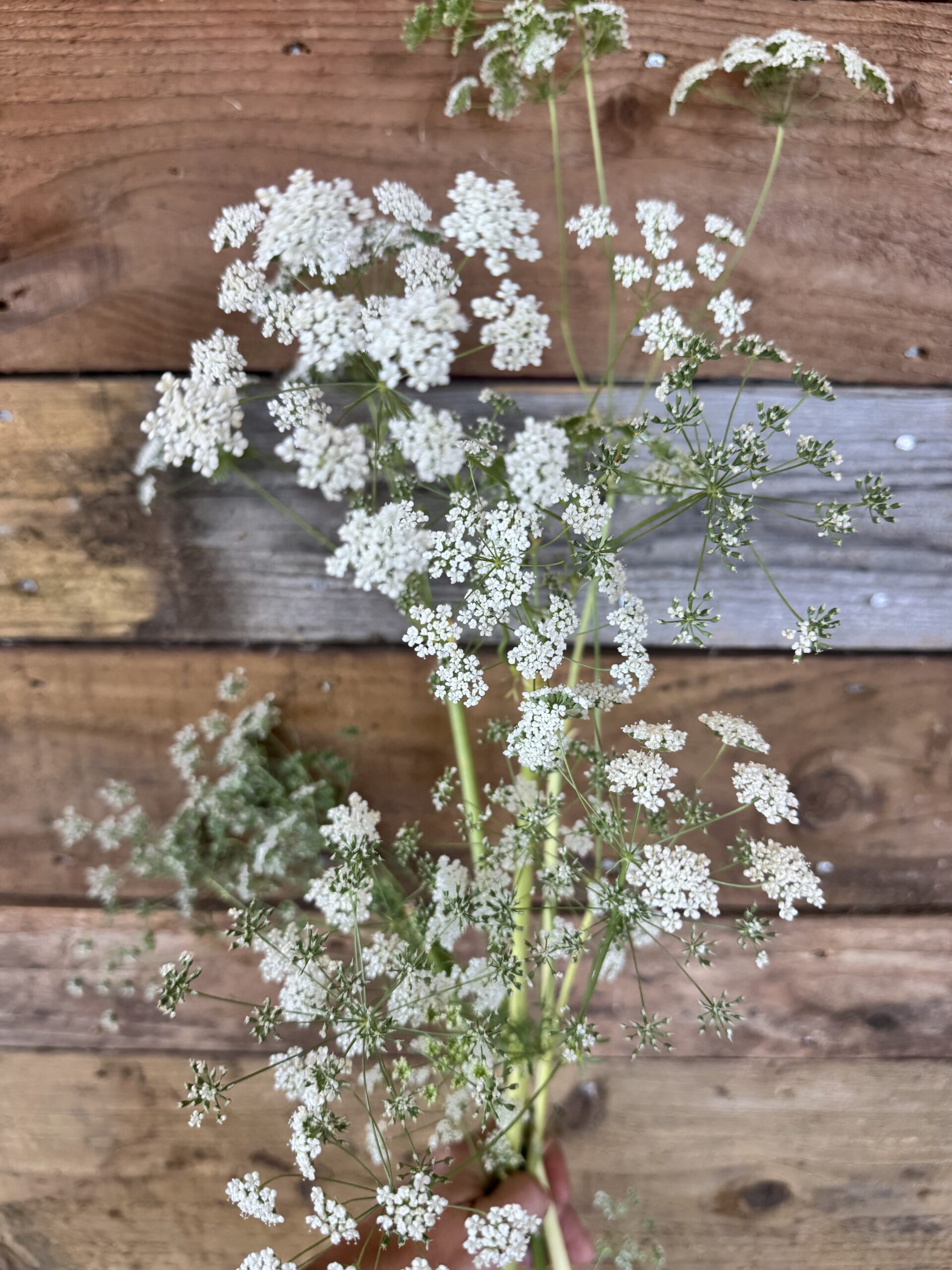 Ammi Május