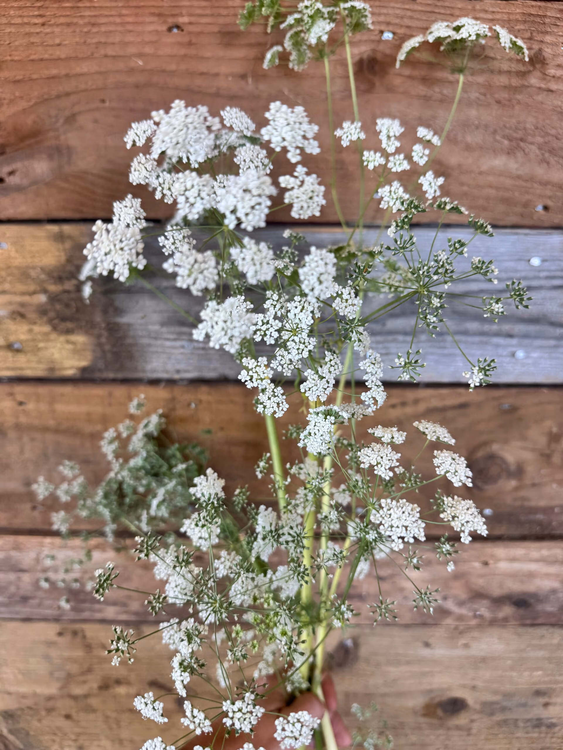 Ammi Május