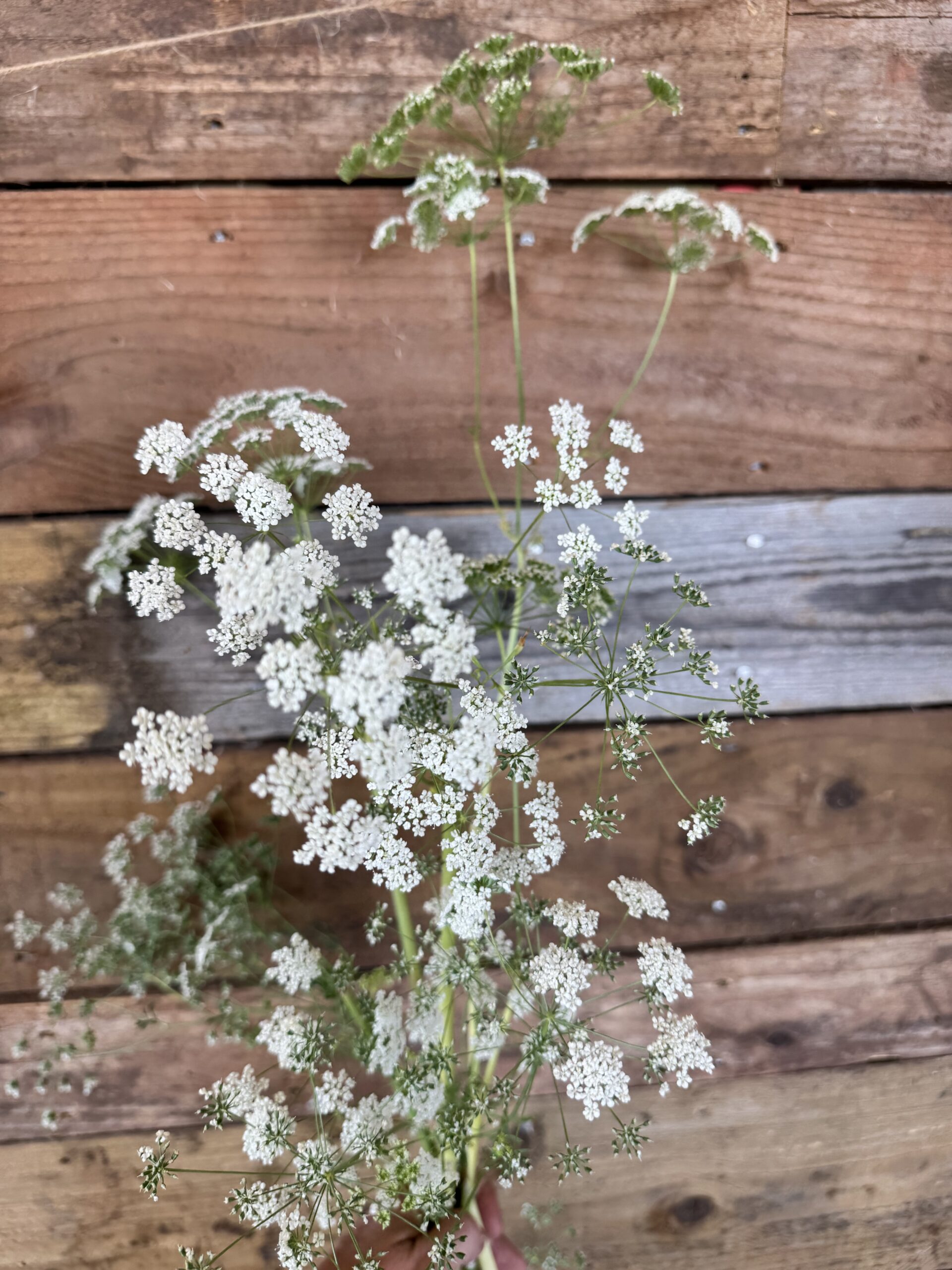Ammi Május - Image 3