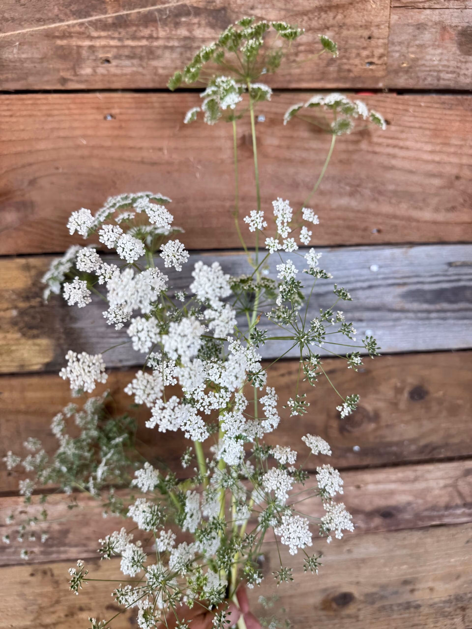 Ammi Május - Image 3