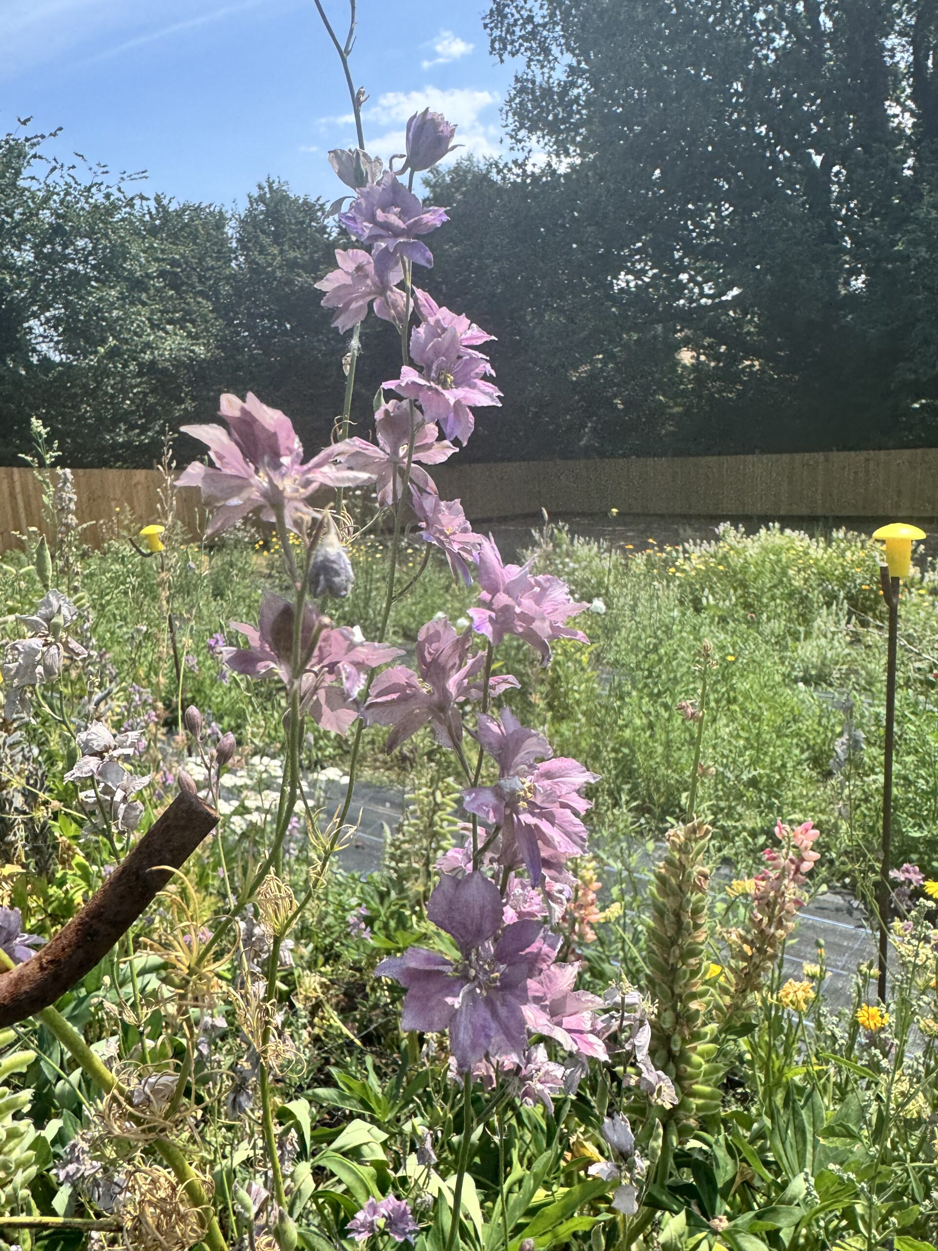 Larkspur Misty Lavender - Image 2