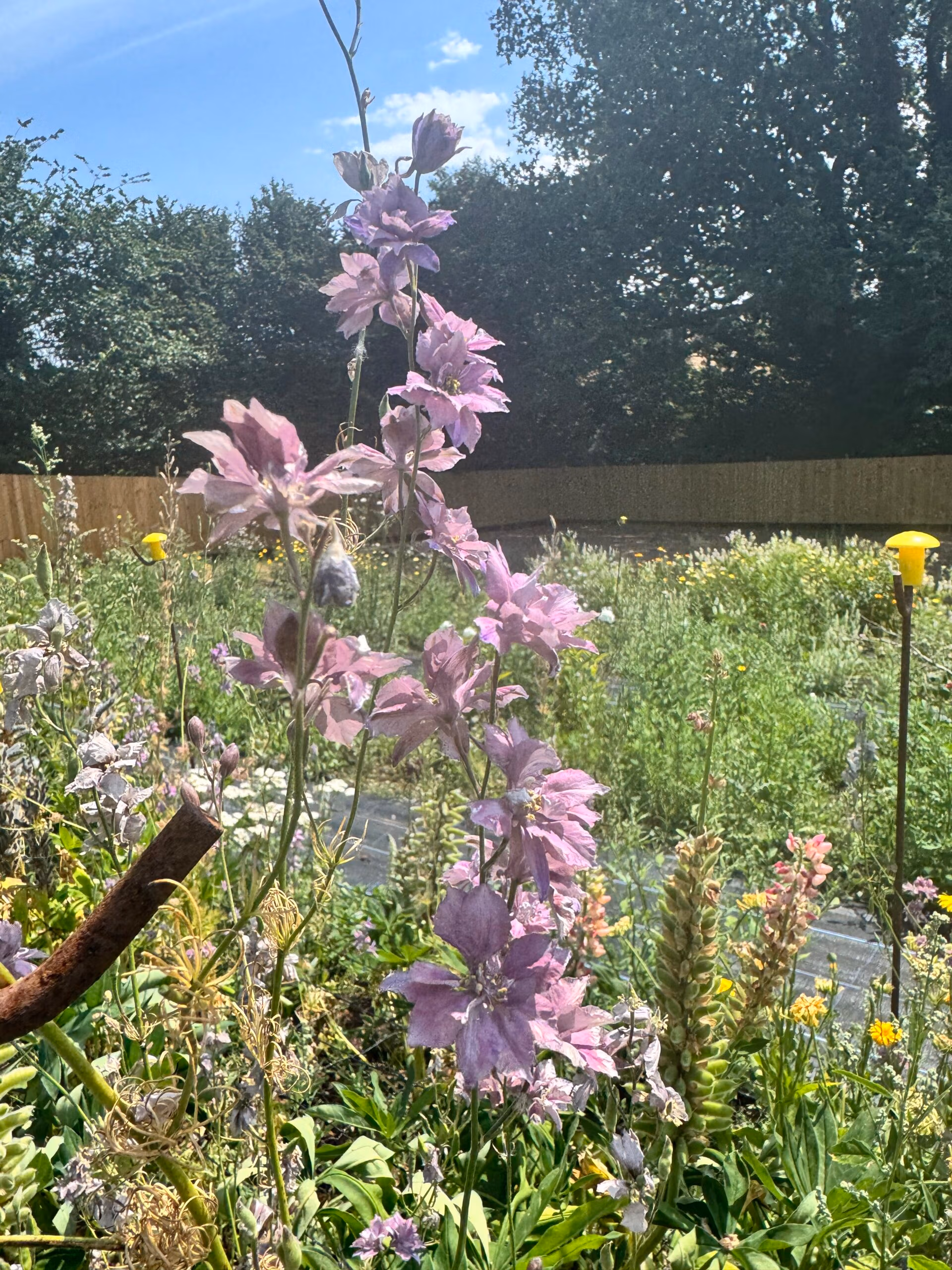 Larkspur Misty Lavender - Image 2